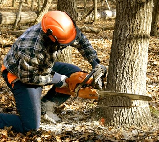 Tree Removal in Chrisman, IL